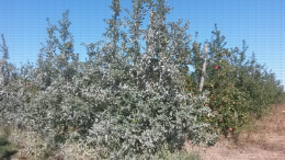 Application d’argile à l’automne sur pommiers pour lutter contre le puceron cendré Dysaphis plantaginea